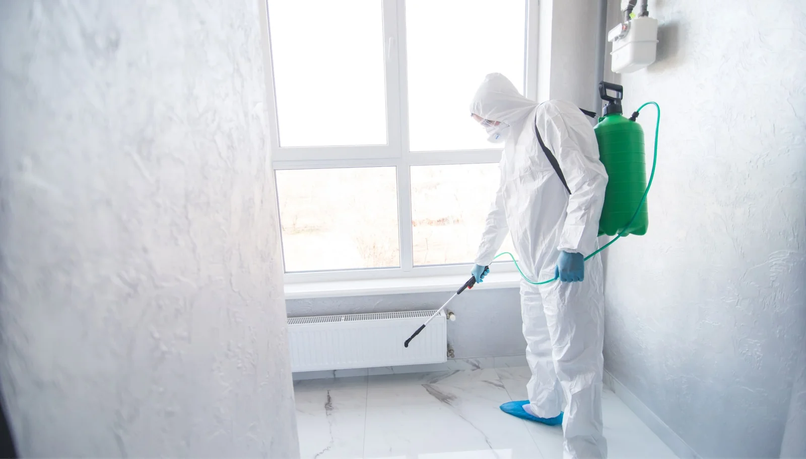 Mold Removal Rochester